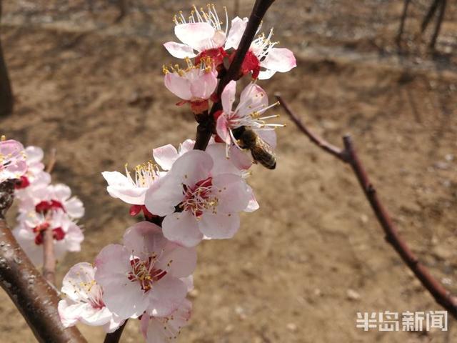杏花花期多少天，杏花花期（杏花盛花期仅剩一周）