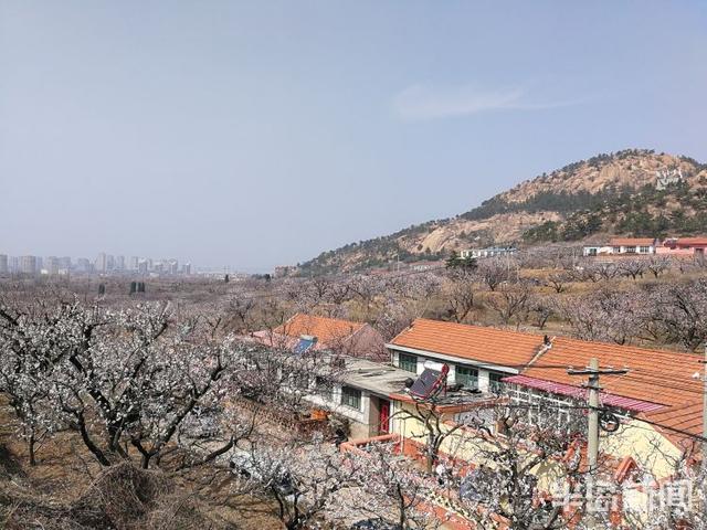 杏花花期多少天，杏花花期（杏花盛花期仅剩一周）