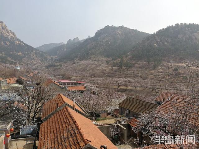 杏花花期多少天，杏花花期（杏花盛花期仅剩一周）
