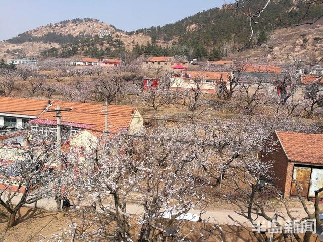杏花花期多少天，杏花花期（杏花盛花期仅剩一周）