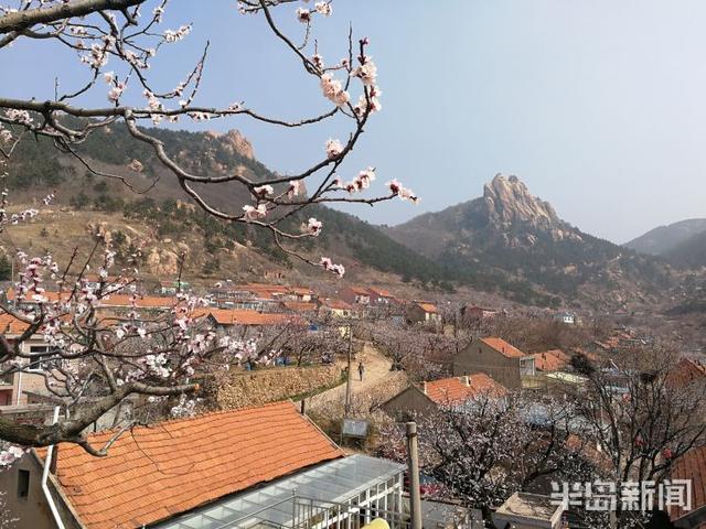 杏花花期多少天，杏花花期（杏花盛花期仅剩一周）