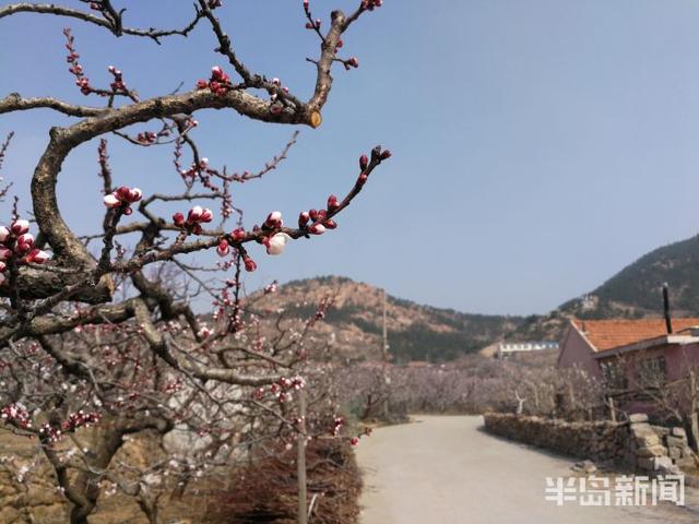 杏花花期多少天，杏花花期（杏花盛花期仅剩一周）