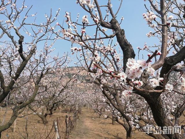 杏花花期多少天，杏花花期（杏花盛花期仅剩一周）