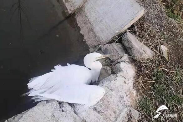 白鹭是不是保护动物，白鹭为什么是保护动物（枣庄：村头池溏飞来一只白鹭）