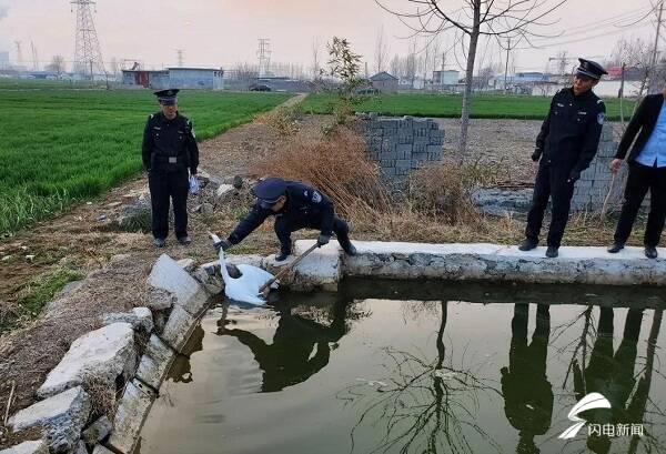 白鹭是不是保护动物，白鹭为什么是保护动物（枣庄：村头池溏飞来一只白鹭）