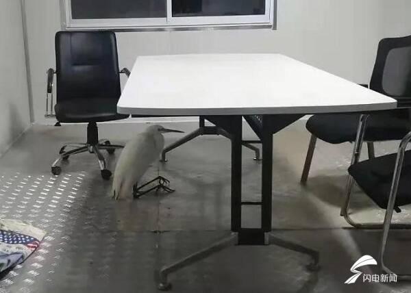 白鹭是不是保护动物，白鹭为什么是保护动物（枣庄：村头池溏飞来一只白鹭）