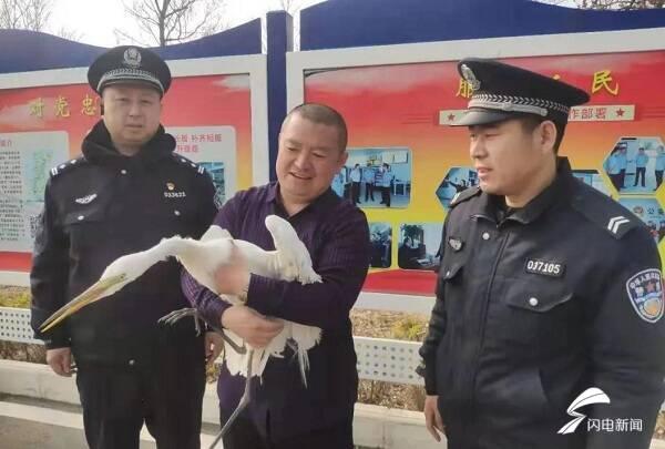 白鹭是不是保护动物，白鹭为什么是保护动物（枣庄：村头池溏飞来一只白鹭）