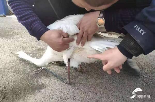 白鹭是不是保护动物，白鹭为什么是保护动物（枣庄：村头池溏飞来一只白鹭）