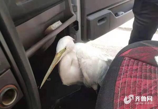 白鹭是不是保护动物，白鹭为什么是保护动物（枣庄：村头池溏飞来一只白鹭）