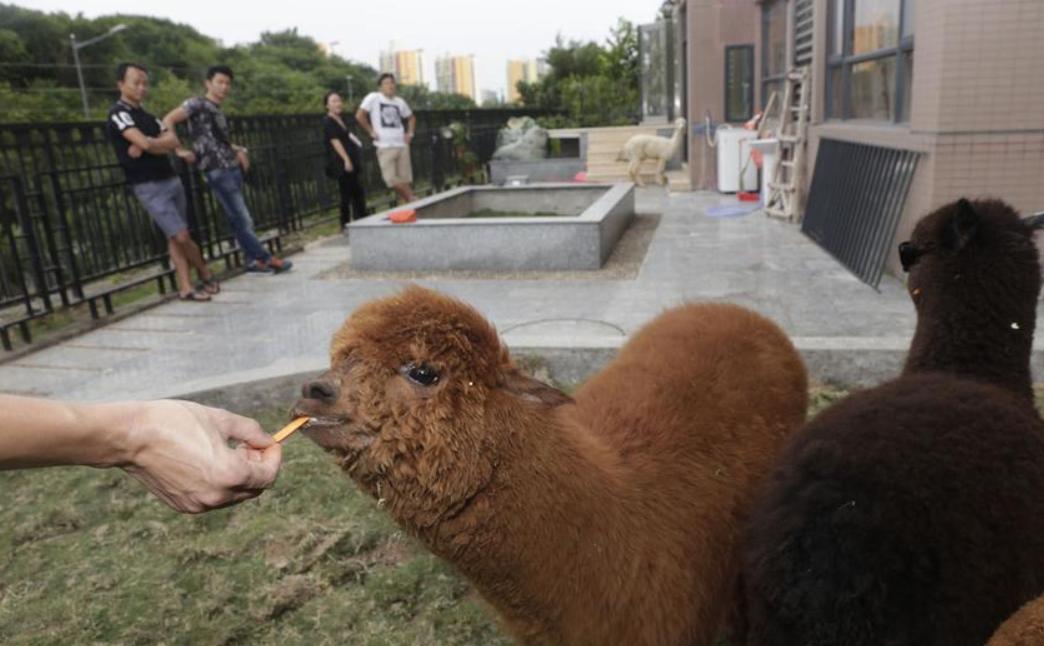 羊驼为什么吐口水，羊驼真不是故意的