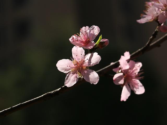 绯红色是什么颜色，今年流行什么颜色衣服（没有俗气的桃花）