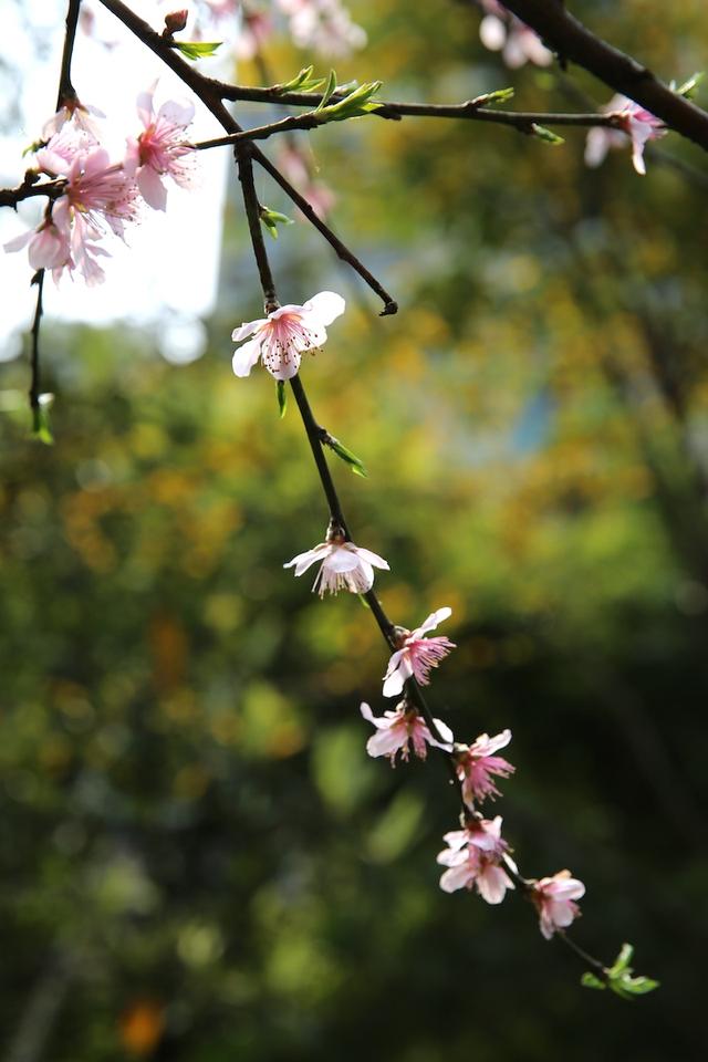 绯红色是什么颜色，今年流行什么颜色衣服（没有俗气的桃花）