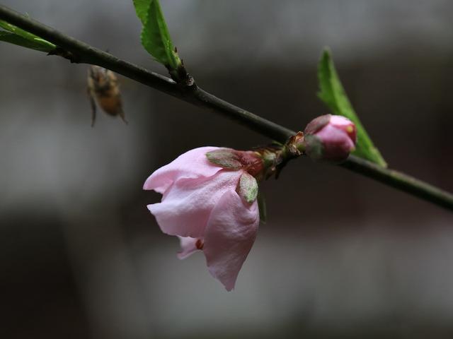 绯红色是什么颜色，今年流行什么颜色衣服（没有俗气的桃花）