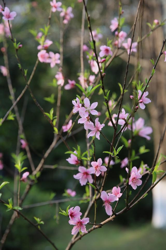 绯红色是什么颜色，今年流行什么颜色衣服（没有俗气的桃花）