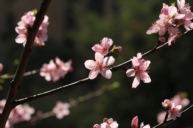 绯红色是什么颜色，今年流行什么颜色衣服（没有俗气的桃花）