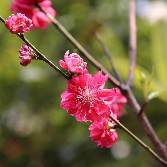 绯红色是什么颜色，今年流行什么颜色衣服（没有俗气的桃花）