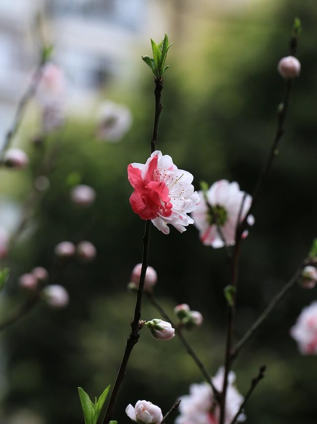 绯红色是什么颜色，今年流行什么颜色衣服（没有俗气的桃花）