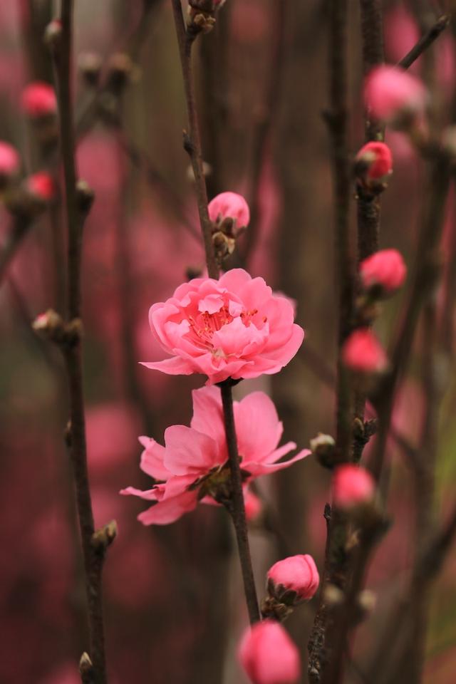 绯红色是什么颜色，今年流行什么颜色衣服（没有俗气的桃花）