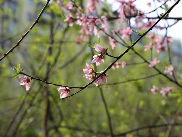 绯红色是什么颜色，今年流行什么颜色衣服（没有俗气的桃花）