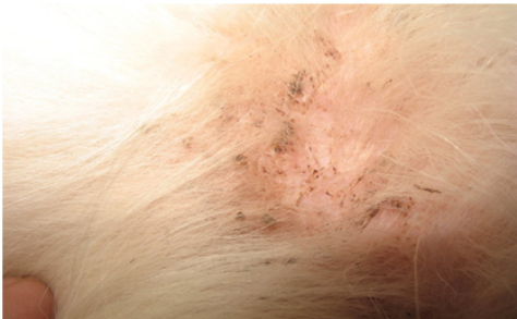 家里如何驱虫防虫，家里怎样防虫（虫子都在你家宠物身上开party了）