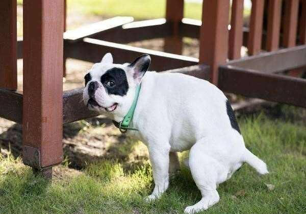 家里如何驱虫防虫，家里怎样防虫（虫子都在你家宠物身上开party了）