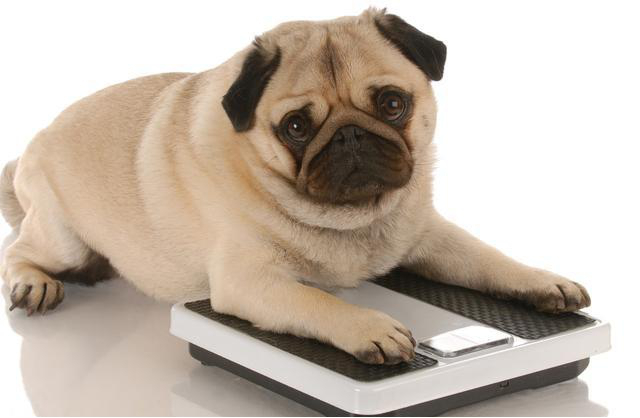 家里如何驱虫防虫，家里怎样防虫（虫子都在你家宠物身上开party了）