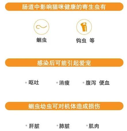 家里如何驱虫防虫，家里怎样防虫（虫子都在你家宠物身上开party了）