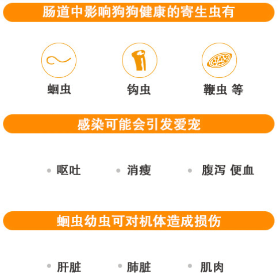 家里如何驱虫防虫，家里怎样防虫（虫子都在你家宠物身上开party了）