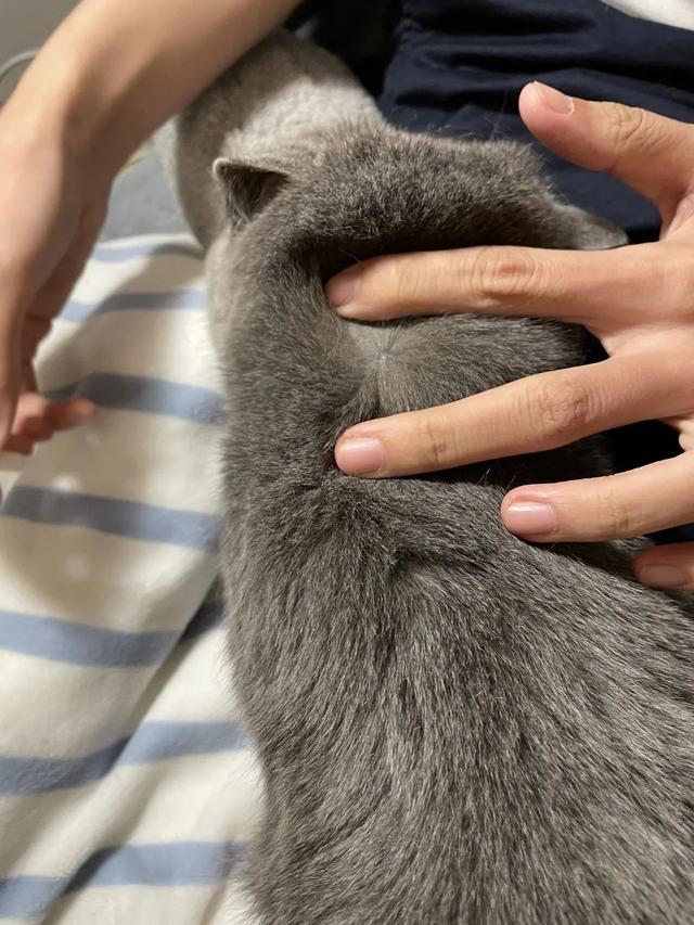 家里如何驱虫防虫，家里怎样防虫（虫子都在你家宠物身上开party了）