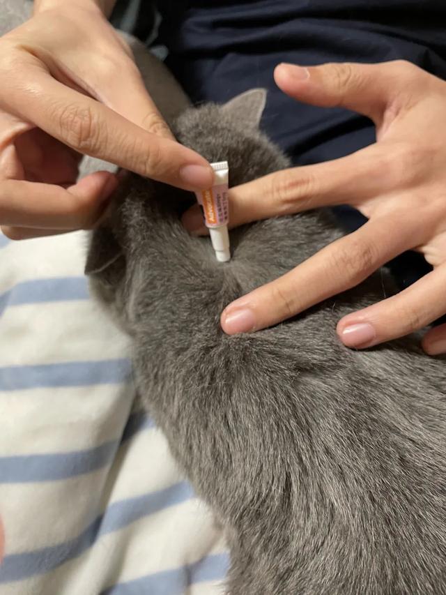 家里如何驱虫防虫，家里怎样防虫（虫子都在你家宠物身上开party了）