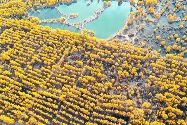 2018年三北工程荣获（三北防护林为啥没挡住沙尘）