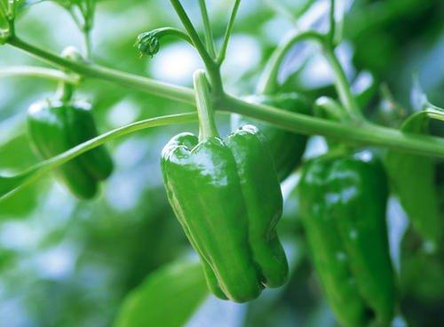 绿叶蔬菜可以放冰箱里吗，叶菜类蔬菜可以放冰箱吗（绿叶蔬菜不适合放进冰箱里储存）