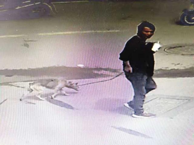 无尾狗有些什么品种，无尾狗有什么说法（江湖上的事复杂你不要管）