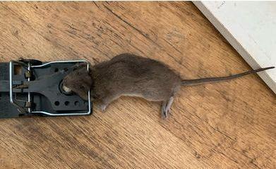 巨型大老鼠多大，老鼠最大有多大（英国一地现大量巨鼠）