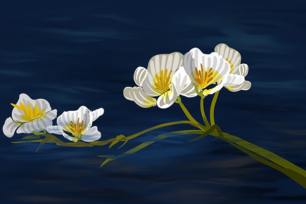 海茄子是什么，海茄子是什么参（植物中的环境观测员——海菜花）