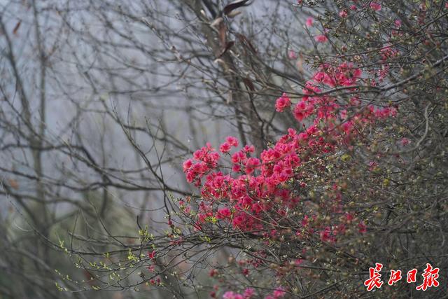 春分为什么要竖蛋，立春竖蛋还是春分竖蛋（明日阴雨暂歇迎“春分”）