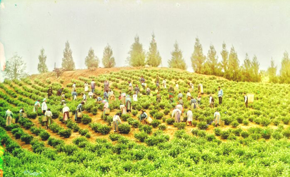 列宁的简介，列宁,的资料（让列宁看好中国革命的前景）