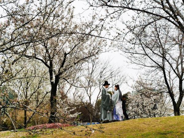 共青城都市网官网，共青城都市网官网招聘（樱花烂漫时，市民游客以裳会友）