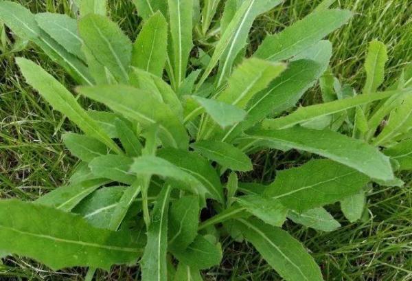 枸杞头的功效与作用及食用方法(小心,春天这些野菜误吃很危险)