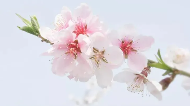 桃花的功效与作用，桃花功效与作用（春天吃它活血美颜、清肝泻火）