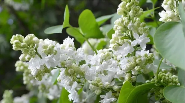 桃花的功效与作用，桃花功效与作用（春天吃它活血美颜、清肝泻火）