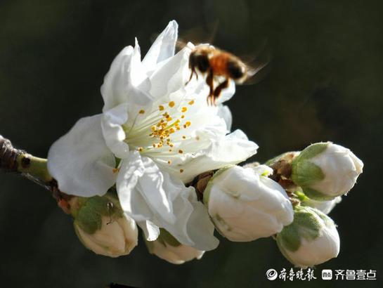 春深似海什么意思，春深似海这个成语的意思是什么（春深似海，花香满天）