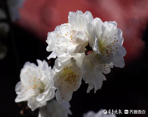春深似海什么意思，春深似海这个成语的意思是什么（春深似海，花香满天）