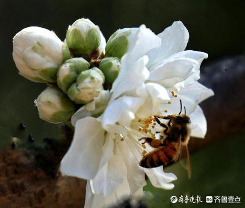 春深似海什么意思，春深似海这个成语的意思是什么（春深似海，花香满天）