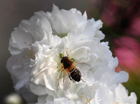 春深似海什么意思，春深似海这个成语的意思是什么（春深似海，花香满天）