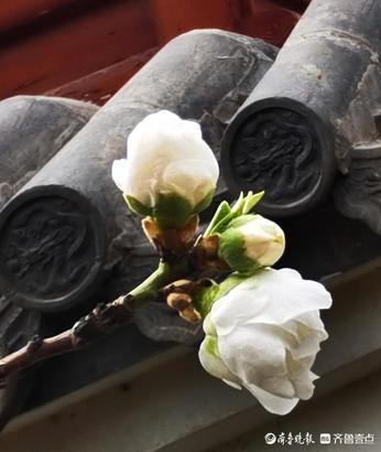 春深似海什么意思，春深似海这个成语的意思是什么（春深似海，花香满天）