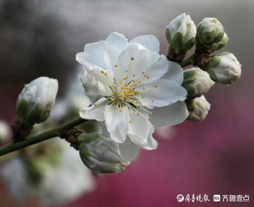 春深似海什么意思，春深似海这个成语的意思是什么（春深似海，花香满天）