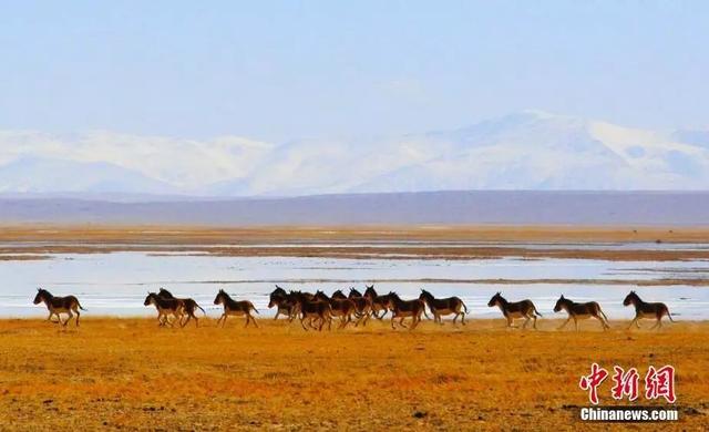 新疆平均海拔多少，新疆平均海拔多少高（这，就是新疆！）
