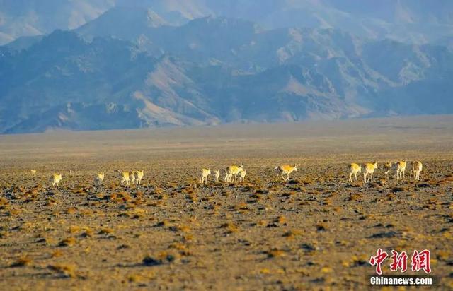 新疆平均海拔多少，新疆平均海拔多少高（这，就是新疆！）