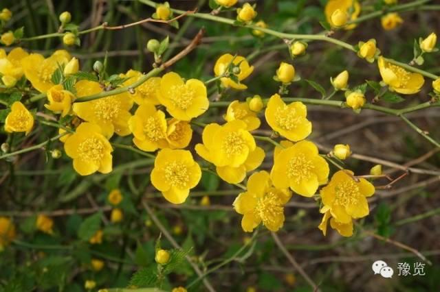 棣字的意义是什么,棣字怎么读音是什么意思(豫览花情播报 10>)